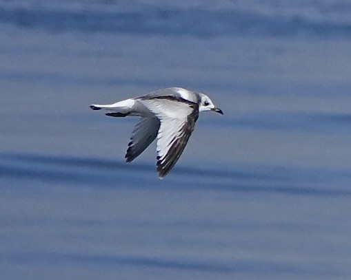 little gull